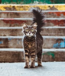 How To Become A Polymath - Image 4 of a lone cat looking straight at the camera with its tail up.